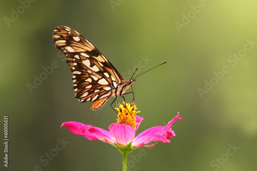 Butterfly on Flower