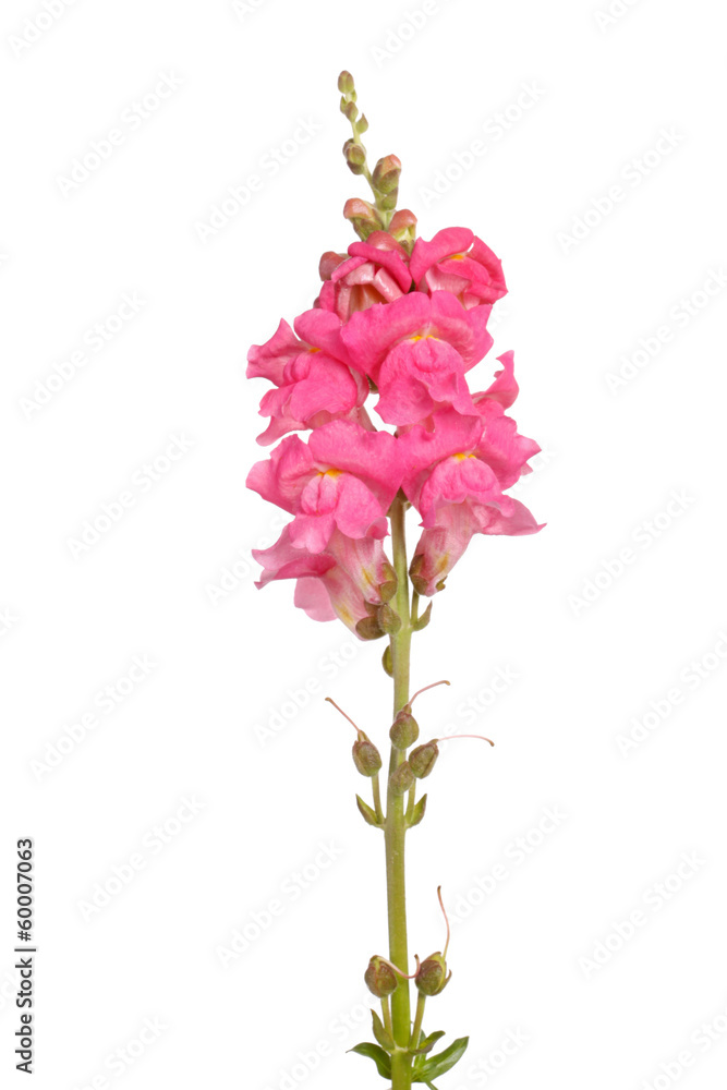 Single stem of pink shapdragon flowers isolated on white