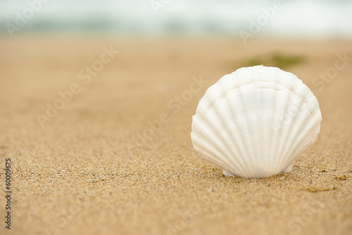 Ocean shell on the beach close up with copy space