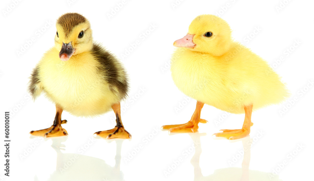 Cute ducklings, isolated on white