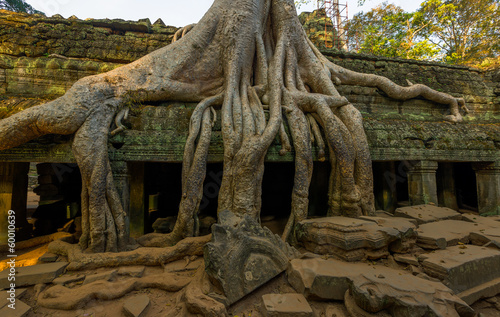 racines, Ta Prohm temple, Cambodge
