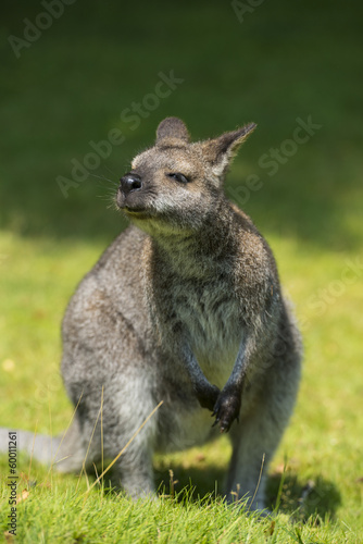 Le wallaby (mot d'origine aborigène) est un kangourou de petite © Alonbou