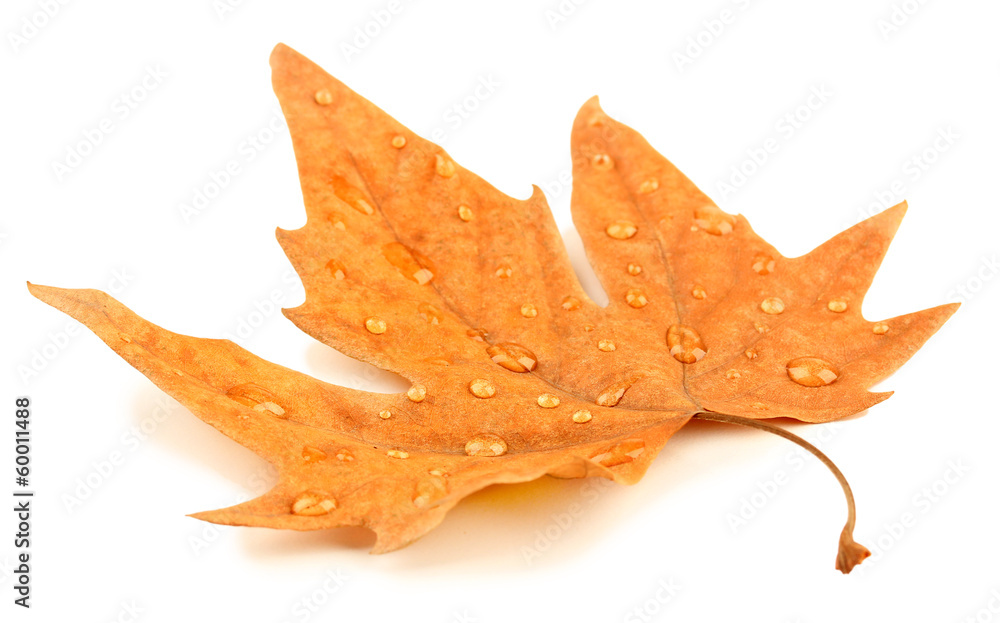Fototapeta premium Dry maple leaf with drops, isolated on white