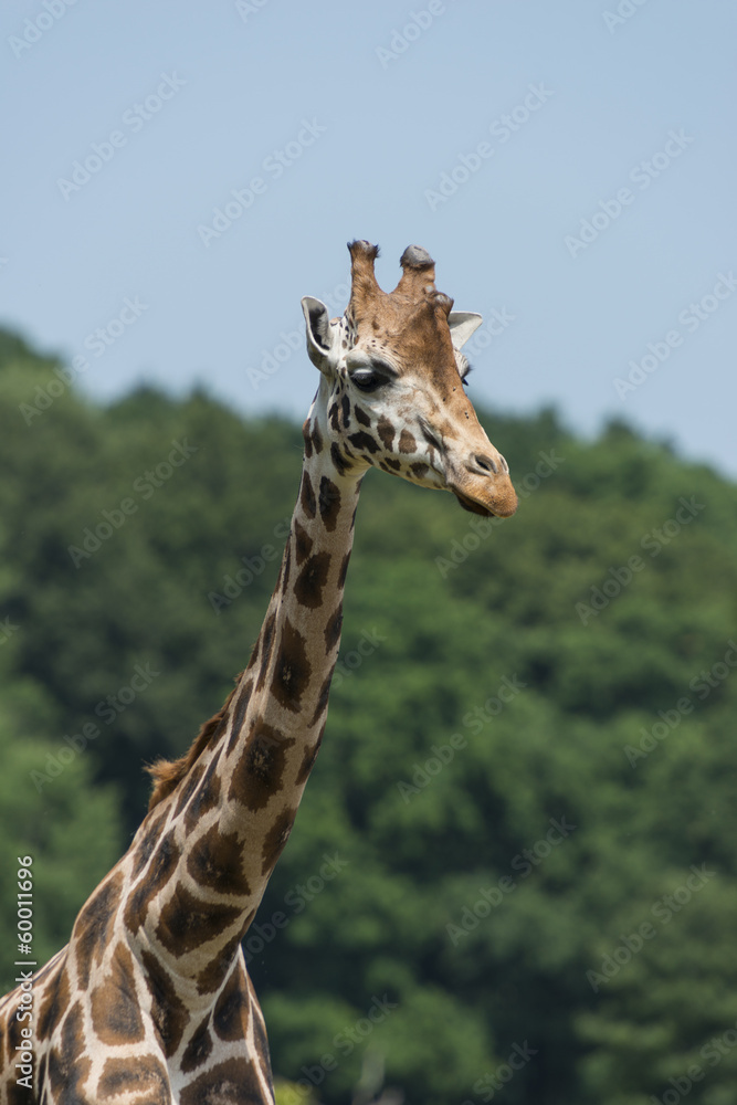 Obraz premium girafe (Giraffa camelopardalis)