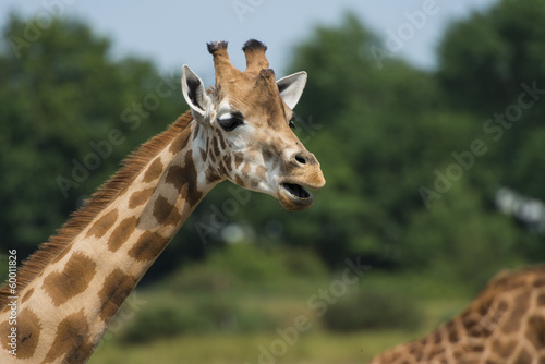  girafe (Giraffa camelopardalis) © Alonbou