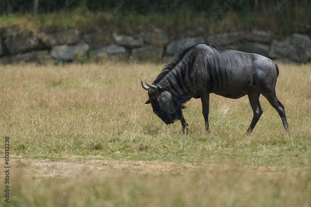 Fototapeta premium Gnou bleu (Connochaetes taurinus)