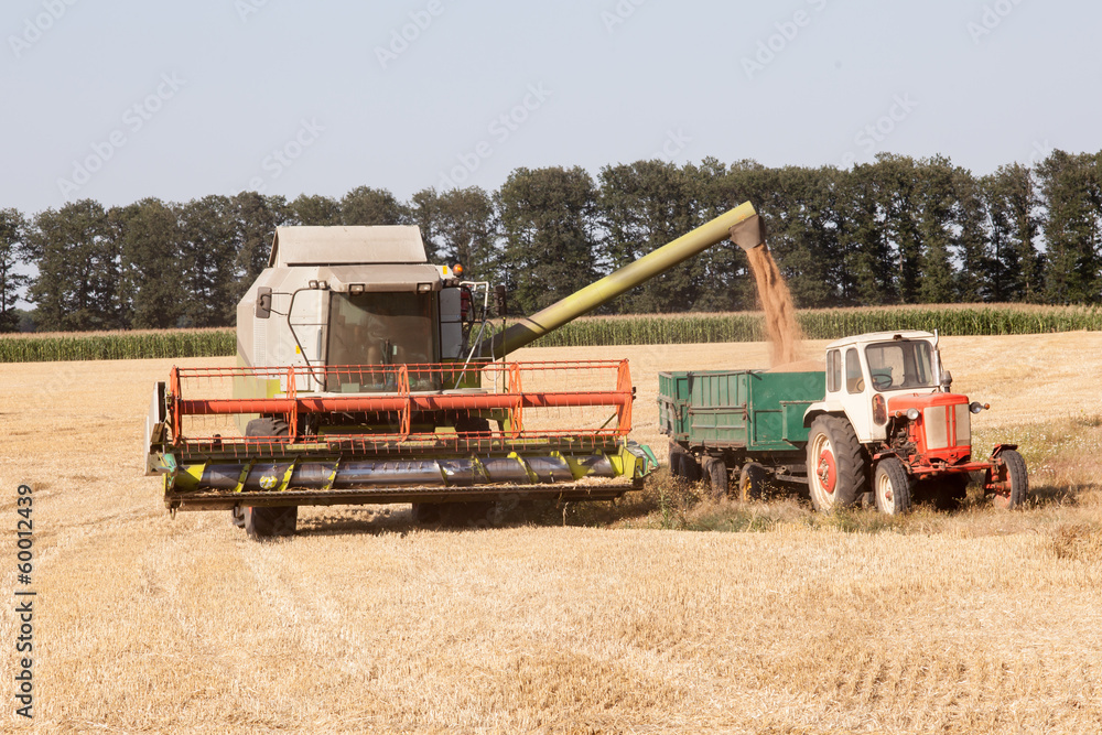 Fototapeta premium Harvest machine loading seeds in to tractor trailer