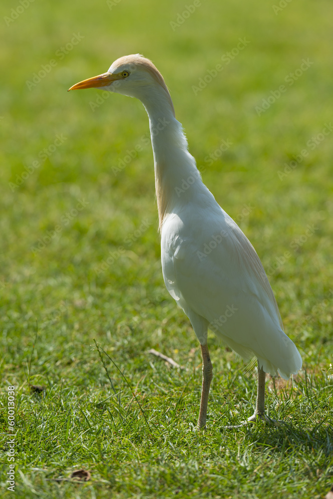 Héron garde-boeufs - Bubulcus ibis - Western Cattle Egret Héron garde-boeufs - Bubulcus ibis - Western Cattle Egret