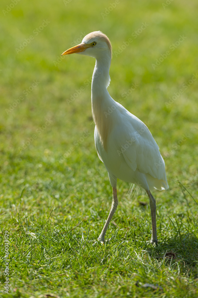 Héron garde-boeufs - Bubulcus ibis - Western Cattle Egret Héron garde-boeufs - Bubulcus ibis - Western Cattle Egret