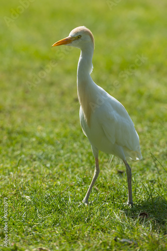 Héron garde-boeufs - Bubulcus ibis - Western Cattle Egret