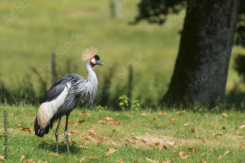 Grue couronnée - Balearica pavonina - Black Crowned Crane