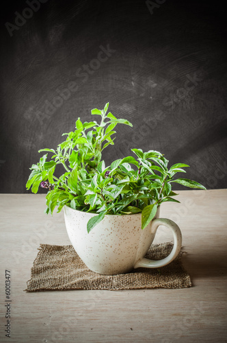 Holy Basil in the cup
