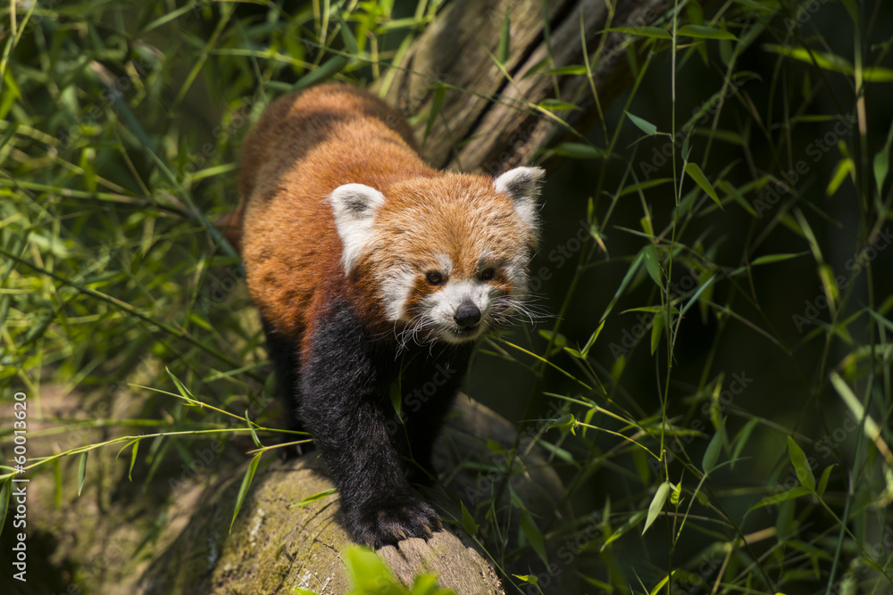 Obraz premium Le petit panda, panda roux, panda fuligineux ou panda éclatant