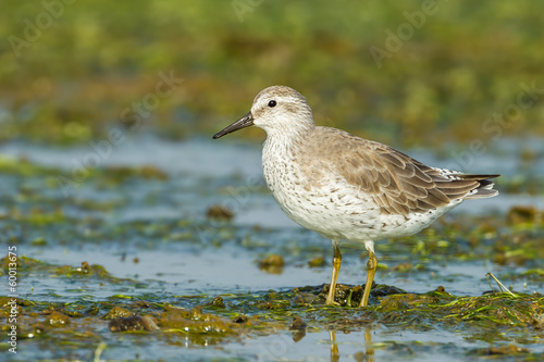 Red Knot (Calidris canutus) was act in nature of Thailand