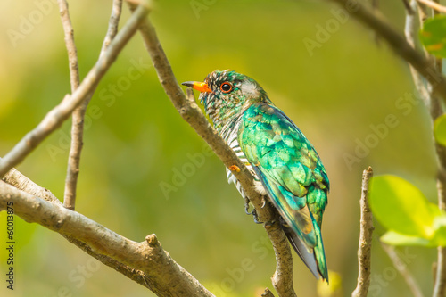 Male Asian Emerald Cuckoo (Chrysococcyx maculatus) in nature