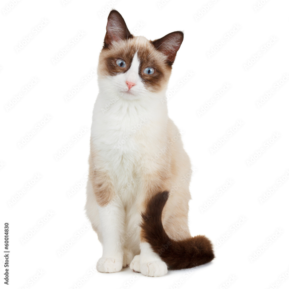 Snowshoe cat, isolated on white