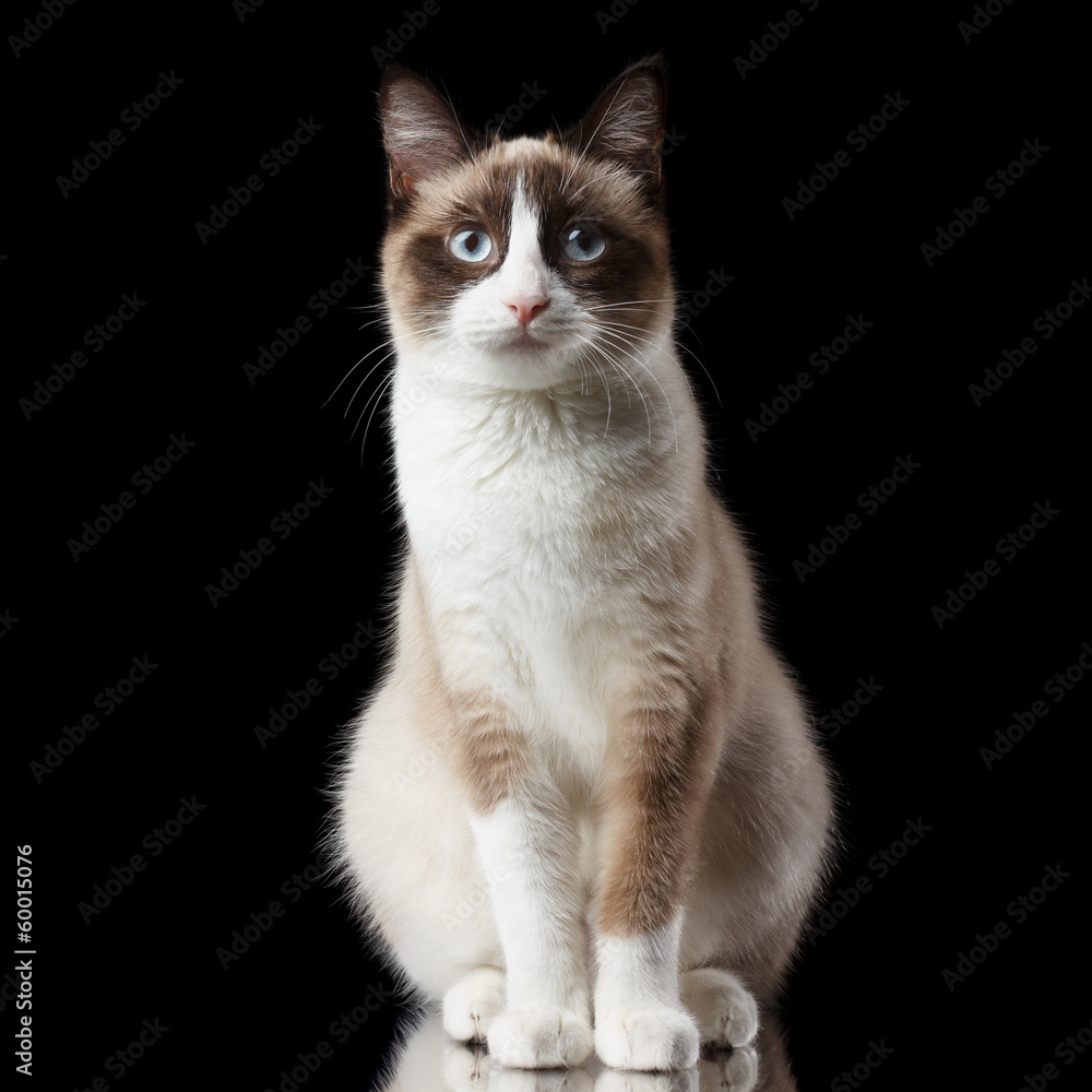 Snowshoe cat, isolated on black background with reflection
