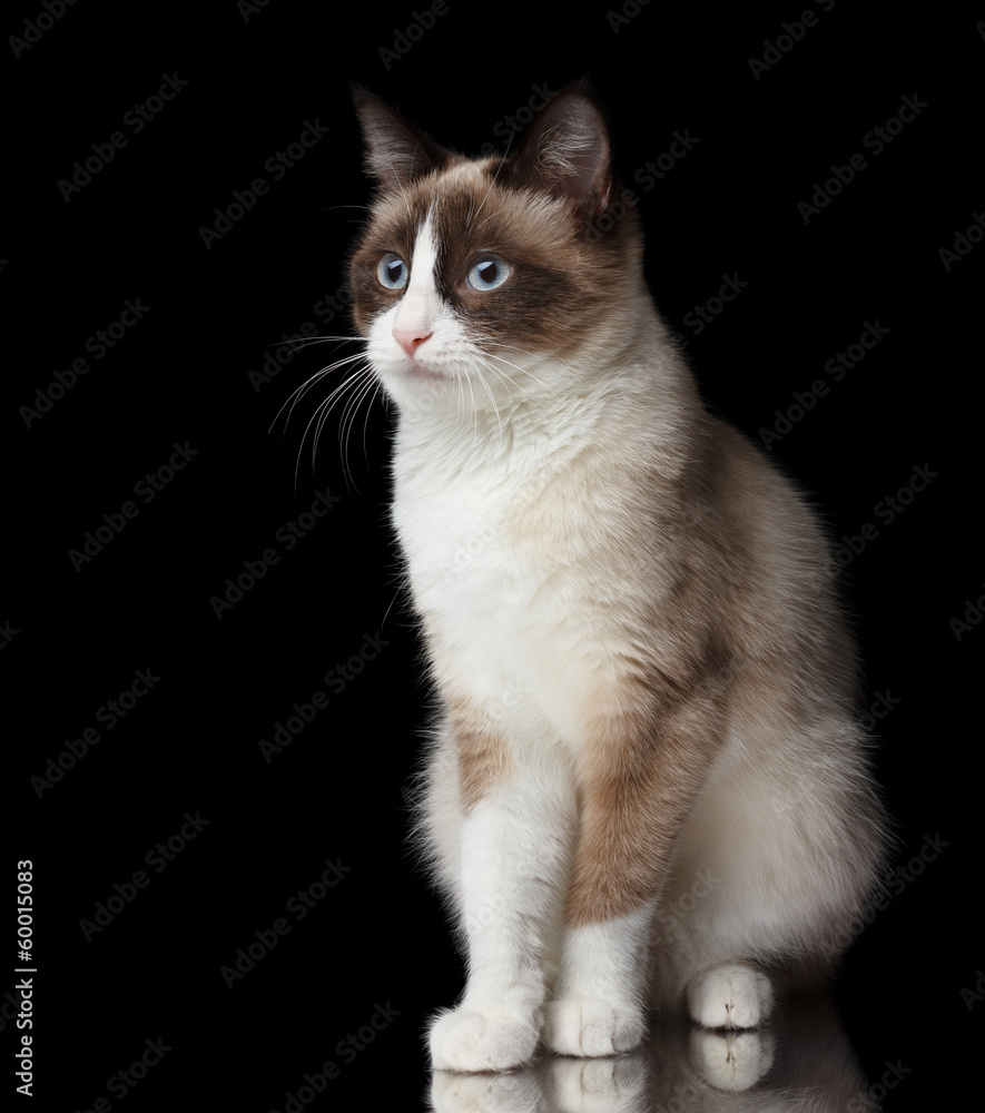 Snowshoe cat, sitting and staring, isolated on black background with reflection