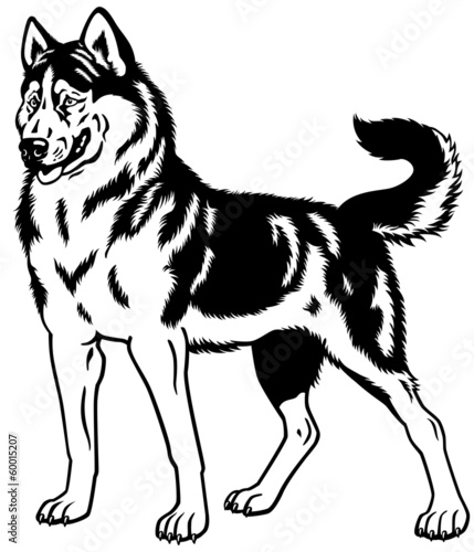 siberian husky black white