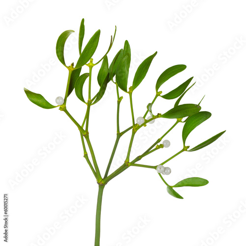 Fotografia Mistletoe twig with leafs and berrys isolated