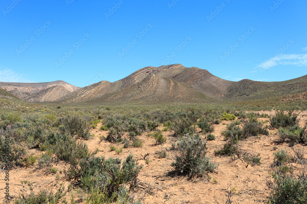 Savanna forest landscape and blue sky in Cape Town, South Africa