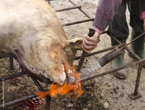 Принти на полотні Traditional pig slaughter