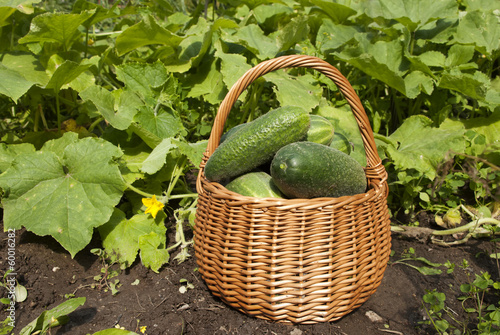 Basket of tresh cucumbers photo