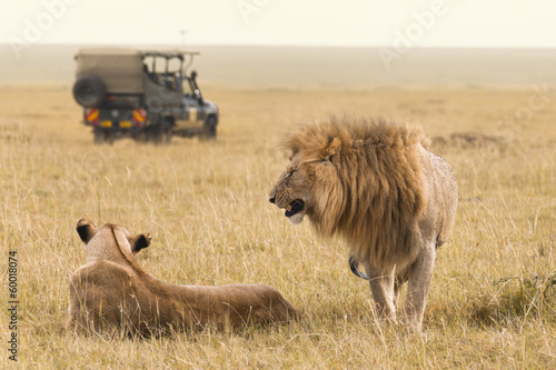 Photography African lion couple and safari jeep