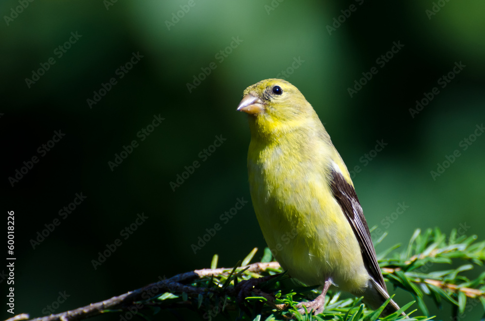 Female American Goldfinch Perched in an Evergreen