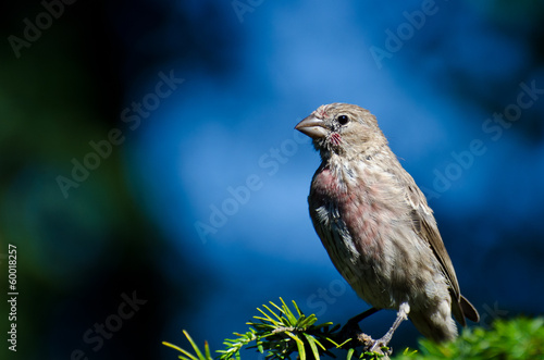 House Finch Perched Against a Blue Background © rck