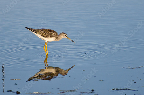 Lone Sandpiper in Shallow Water