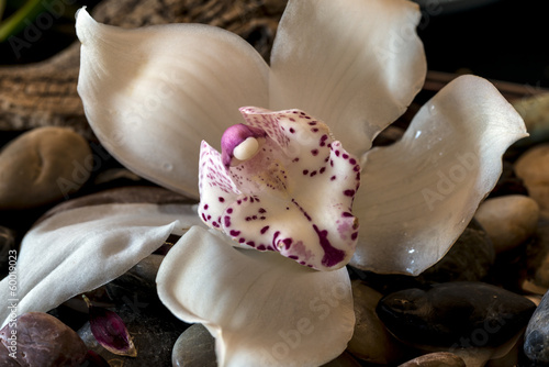 Fototapeta Naklejka Na Ścianę i Meble -  Cymbidium or boat orchid