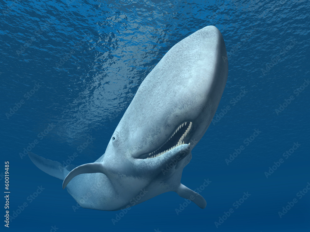 Obraz premium Pottwal