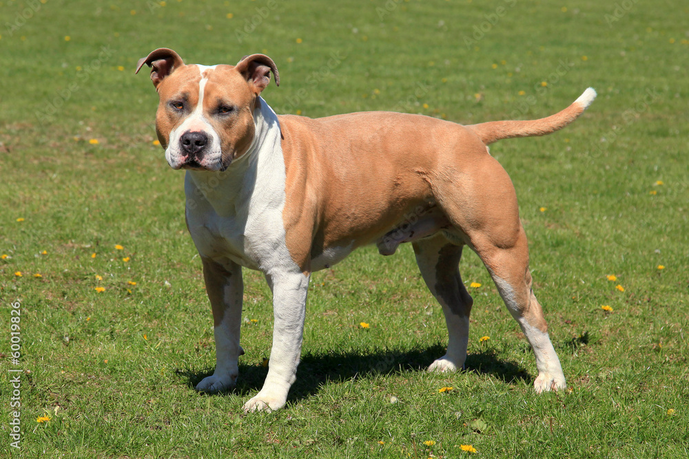 Old American Staffordshire Terrier