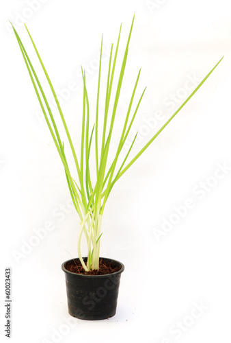 Spring onion in flowerpot