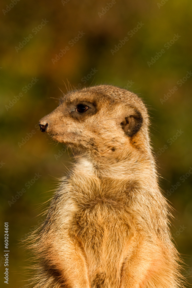 Fototapeta premium Meerkats