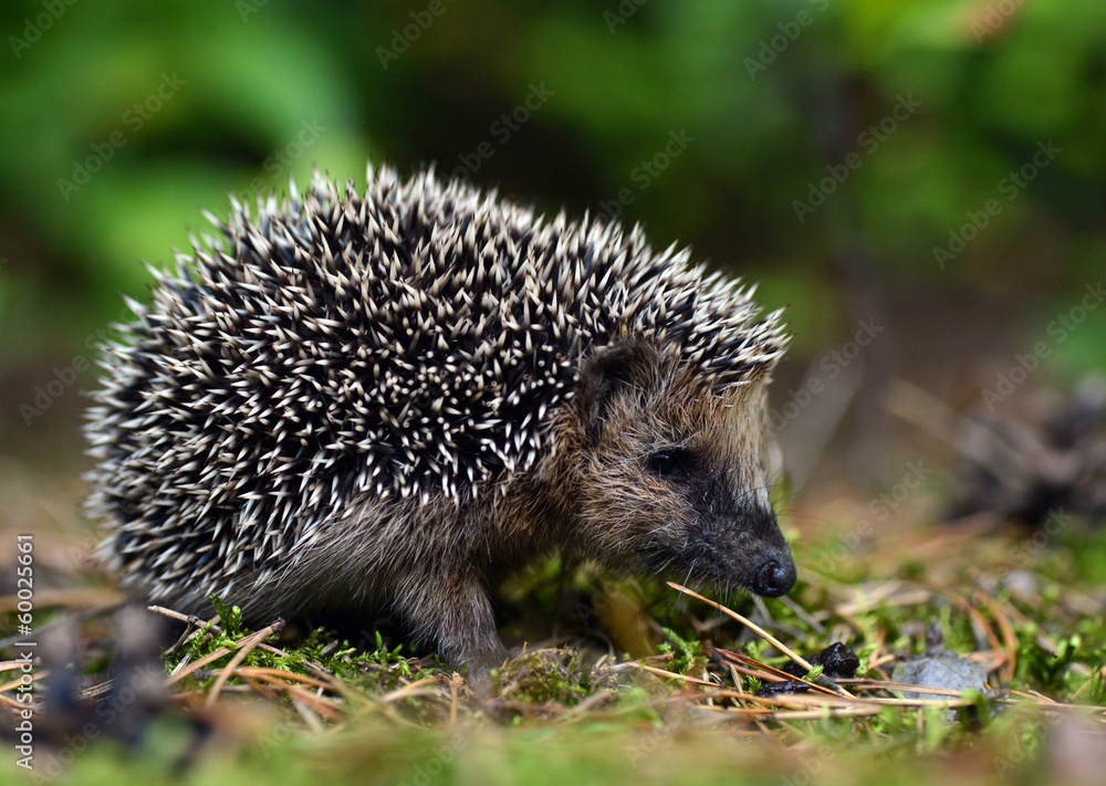 Hedgehog Hedgehog