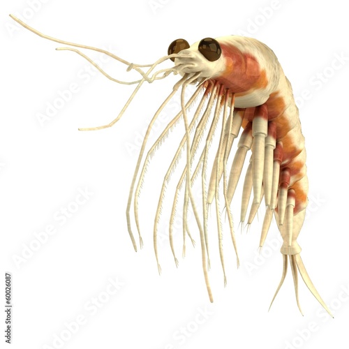 Φωτογραφία realistic 3d render of crustacean - krill