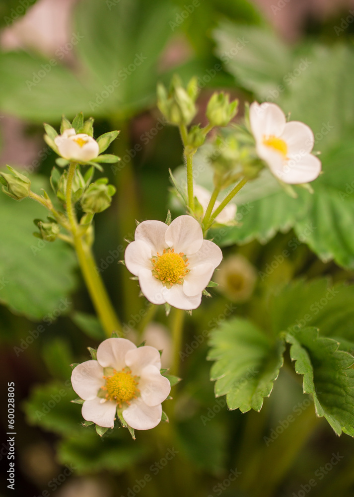 Obraz premium Closeup up of a strawberry plant