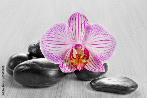 Pink orchid on a wooden background