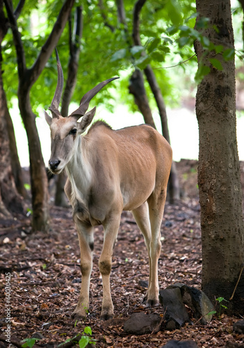 antelope