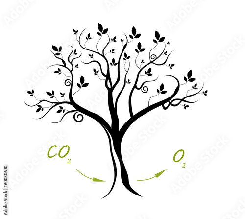 Plant Respiration - Oxygen Flow