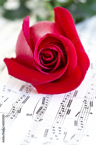 Musical rose and red rose