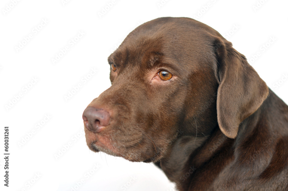 chocolate labrador