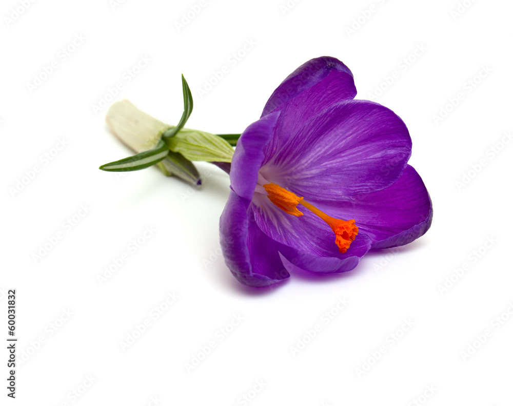 purple crocuses purple crocuses