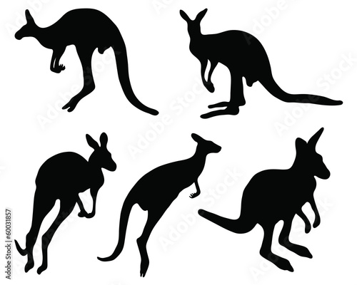 Silhouettes of kangaroo  vector