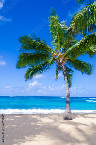 Coconut Palm tree on the sandy beach in Hawaii, Kauai