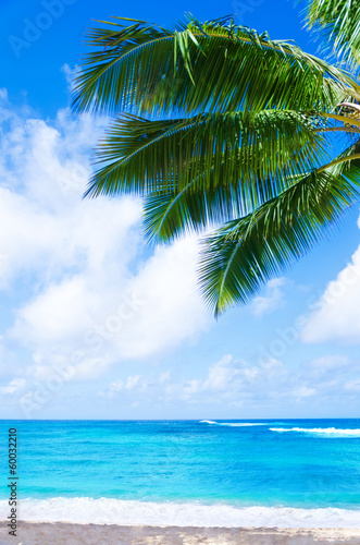 Coconut Palm tree on the sandy beach in Hawaii, Kauai © ellensmile
