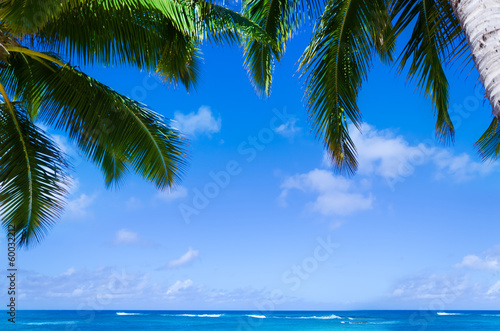 Palm leaves over ocean in Hawaii