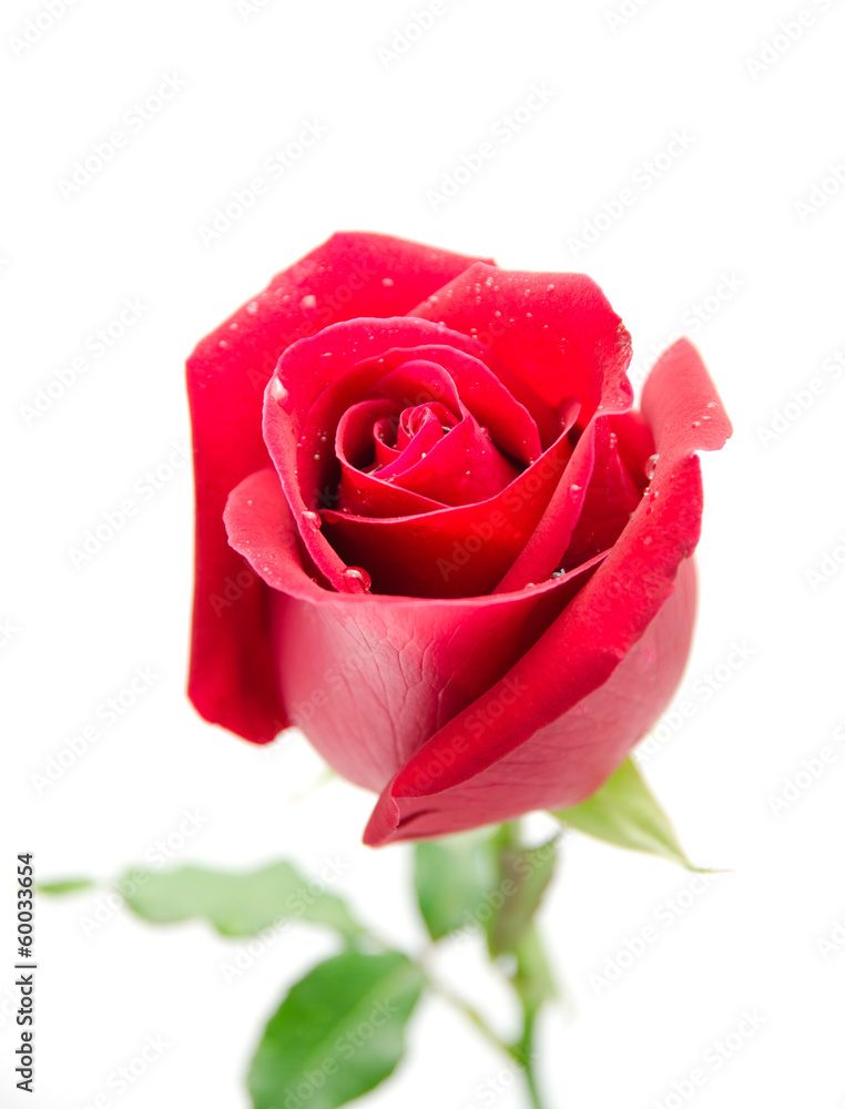 Naklejka premium red rose isolated on white background